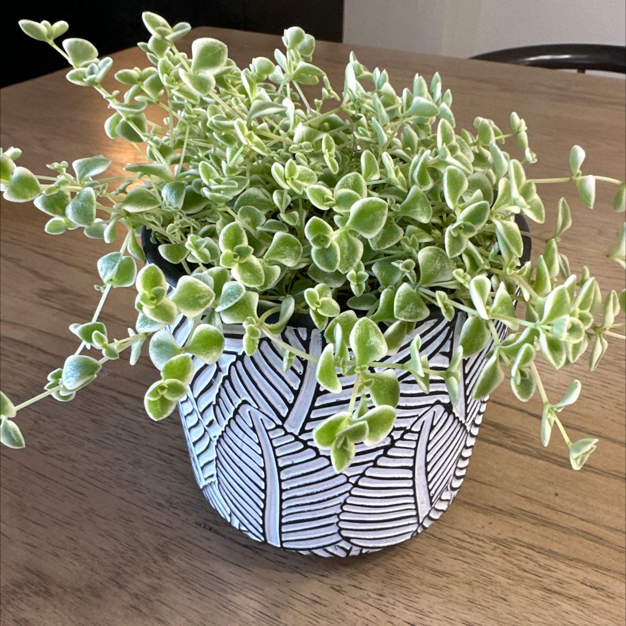 Potted Sedum 'Little Missy' plant with variegated leaves in a decorative pot on a wooden surface.