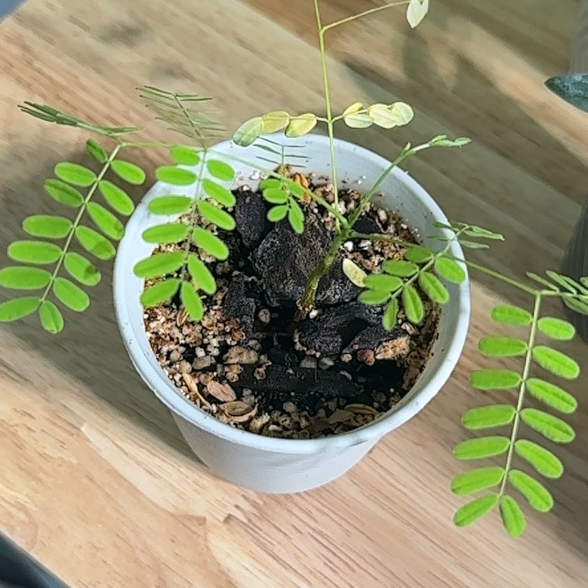 Young Dwarf Poinciana plant in a white pot with vibrant green leaves and visible soil.