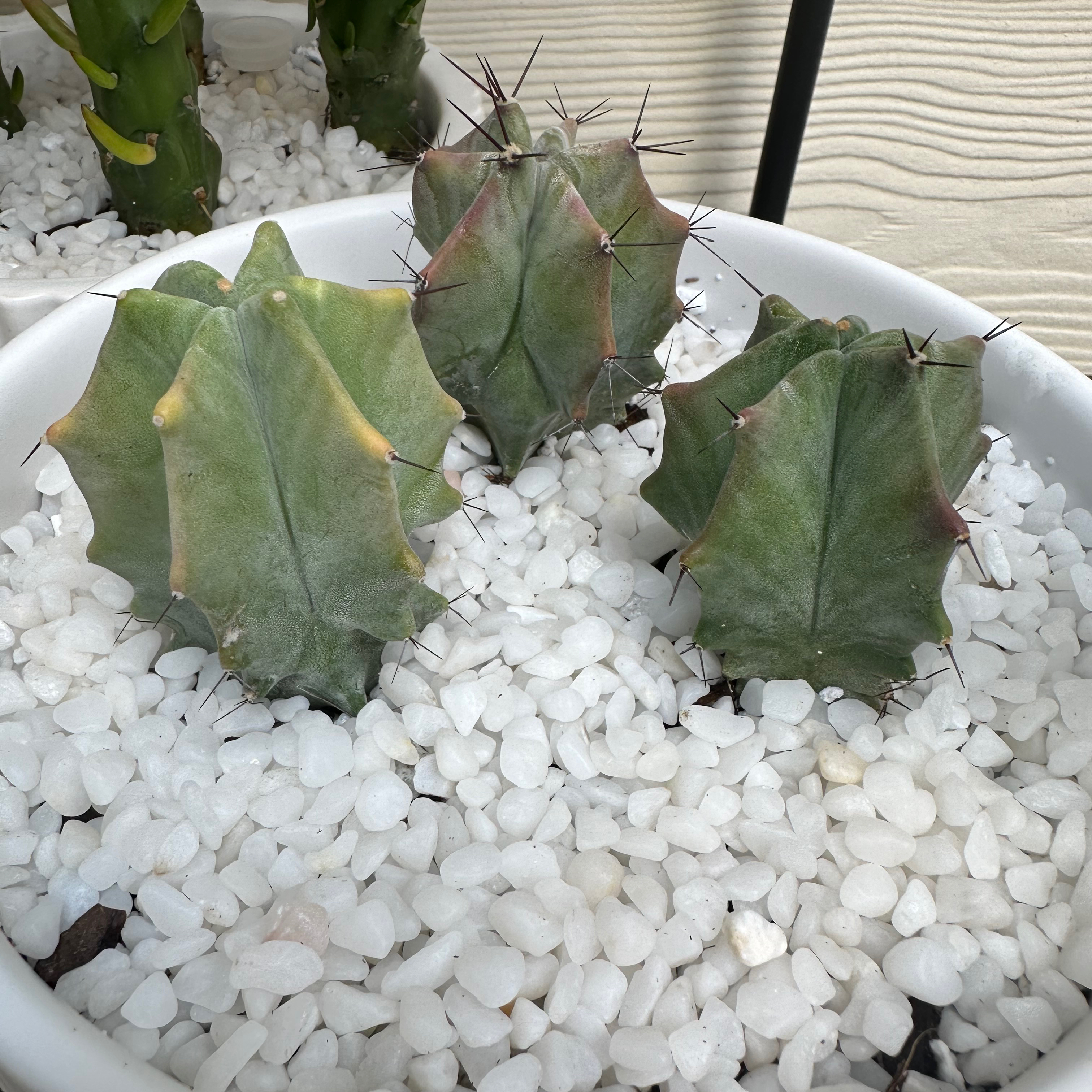 Three Gray Ghost Organ Pipe cacti in a white pot with white pebbles, showing some yellowing and browning.