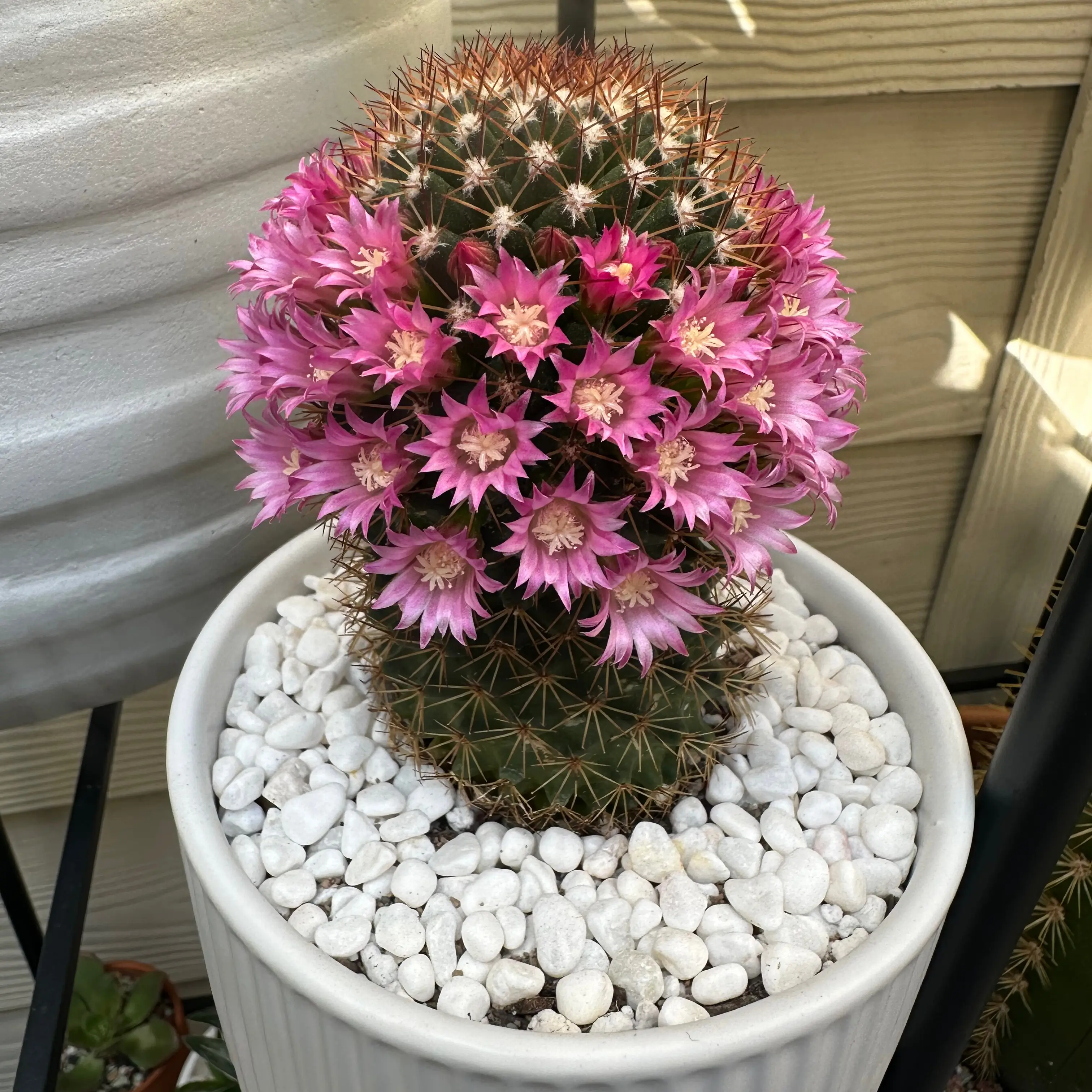 Photo of the plant species Nipple Cactus by @ChicRadish named Khaleesi on Greg, the plant care app