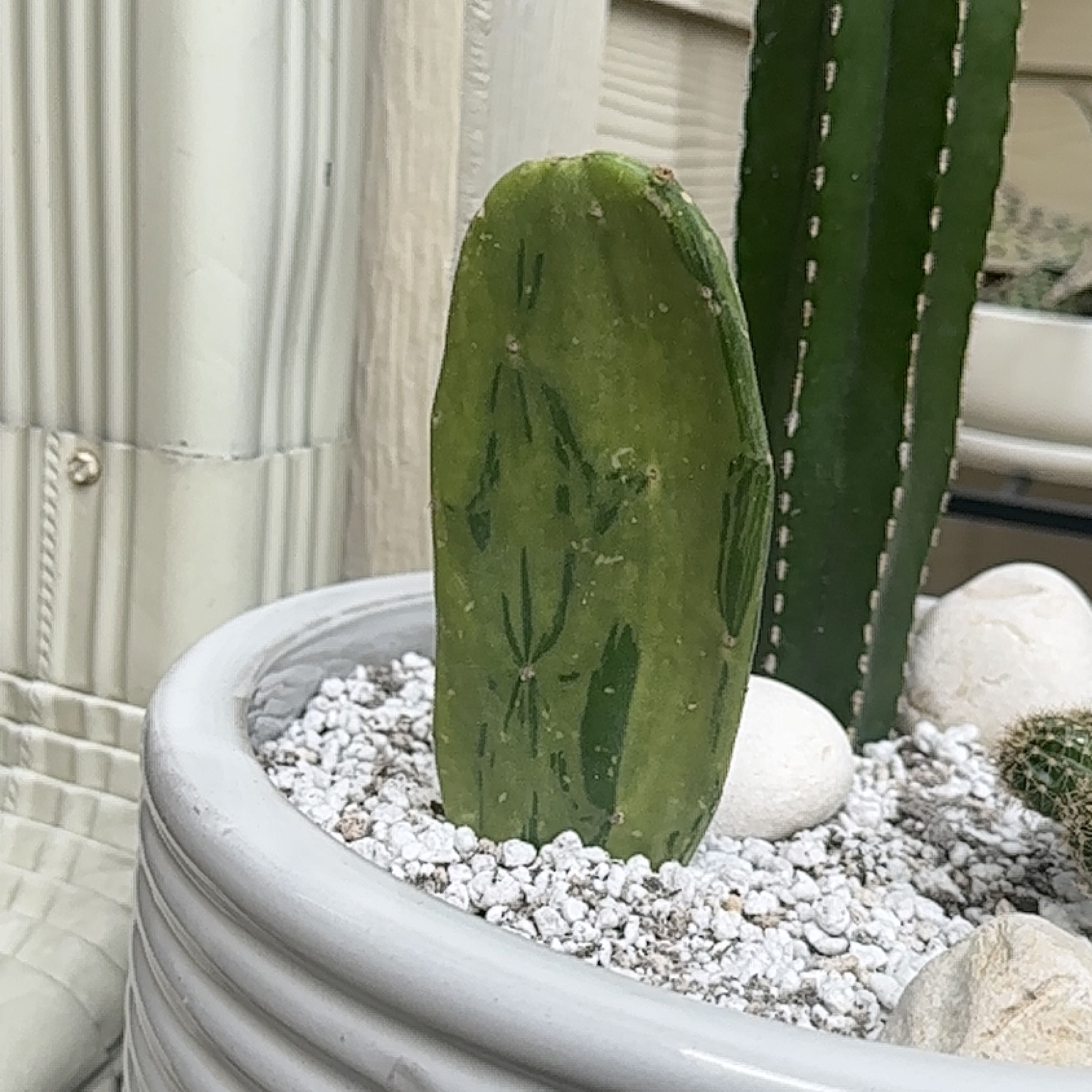 Potted Sunburst Prickly Pear cactus with visible soil and healthy green pads.