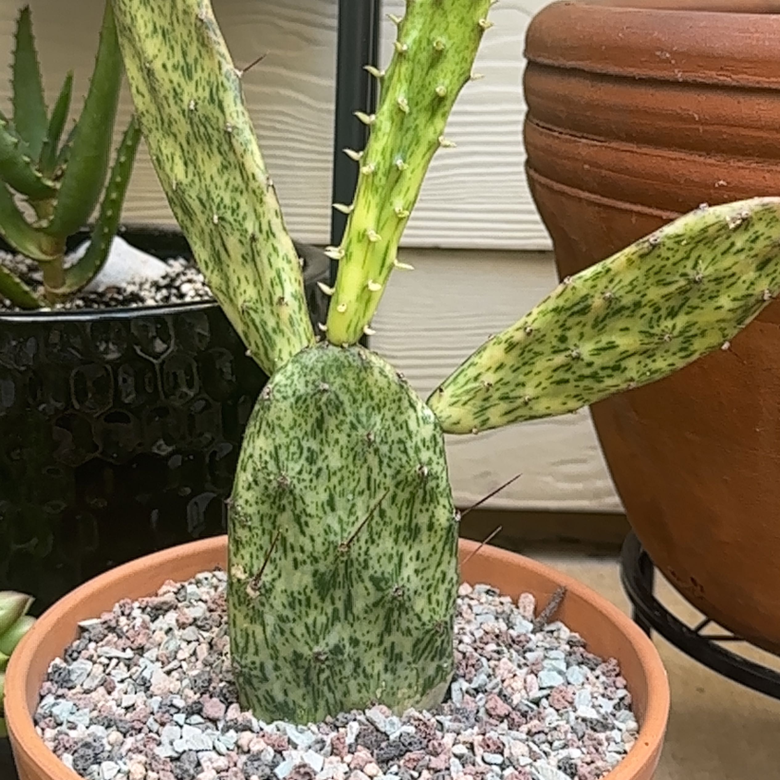 Sunburst Prickly Pear plant in a pot with well-draining soil, appears healthy.
