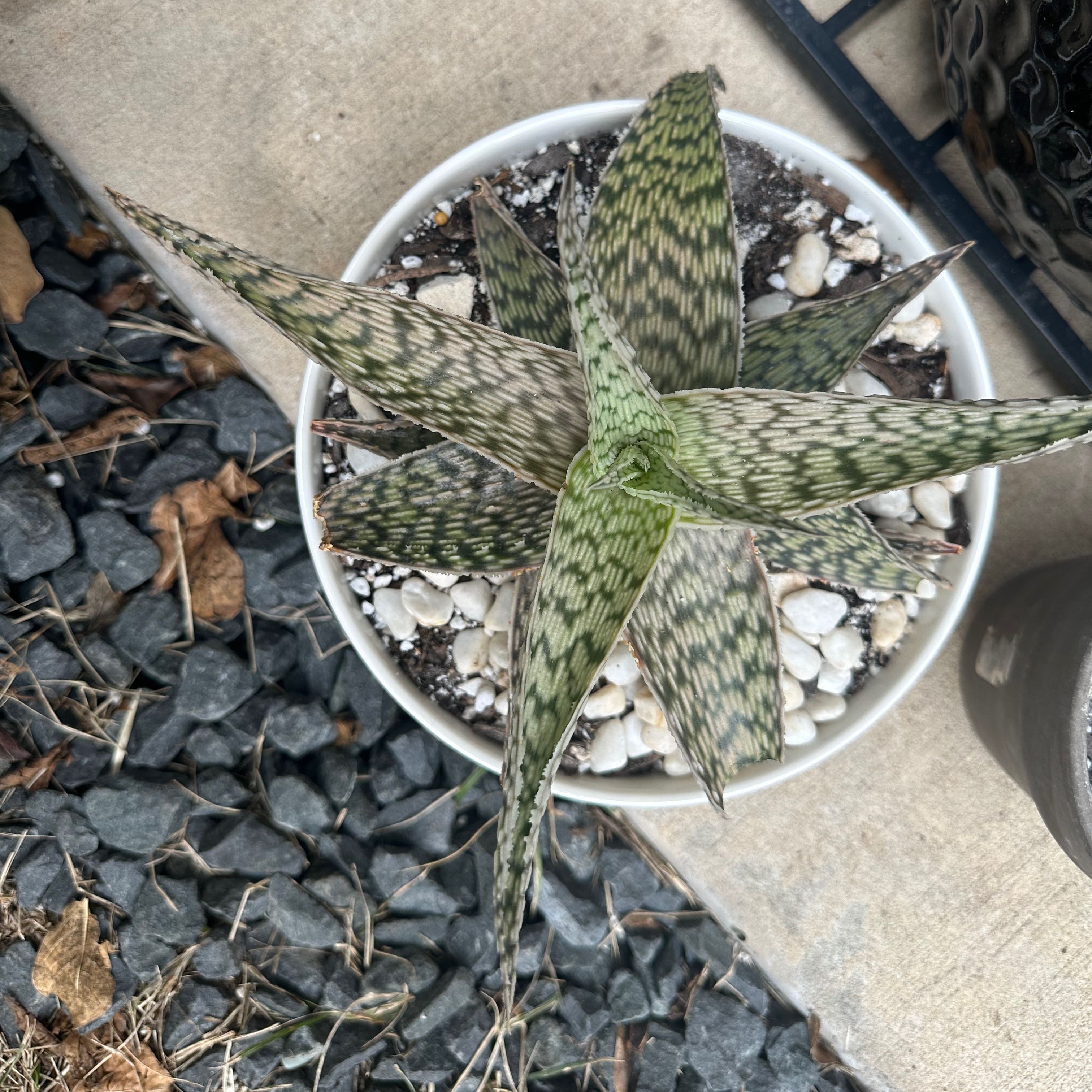 Snowflake Aloe plant in a white pot with white pebbles on the soil surface.