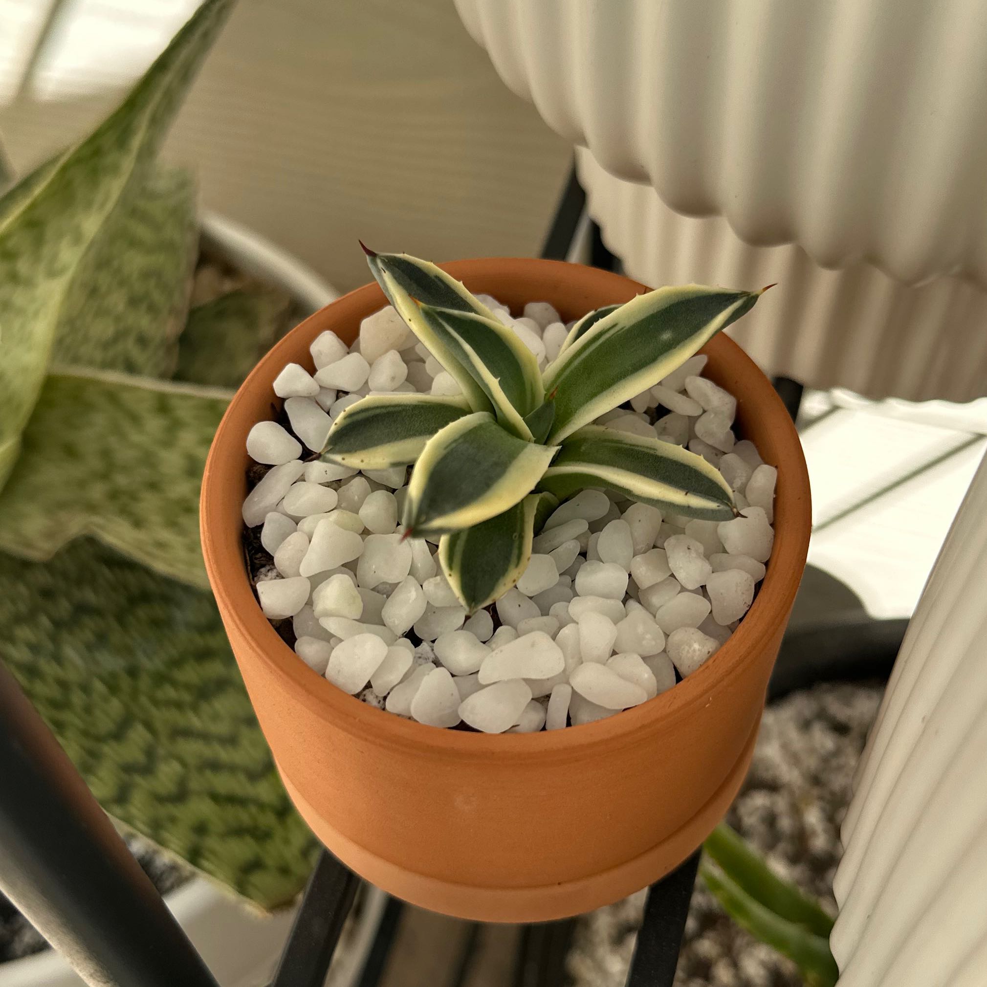 Photo of the plant species Agave 'Cream Spike' by @ChicRadish named Navajo on Greg, the plant care app