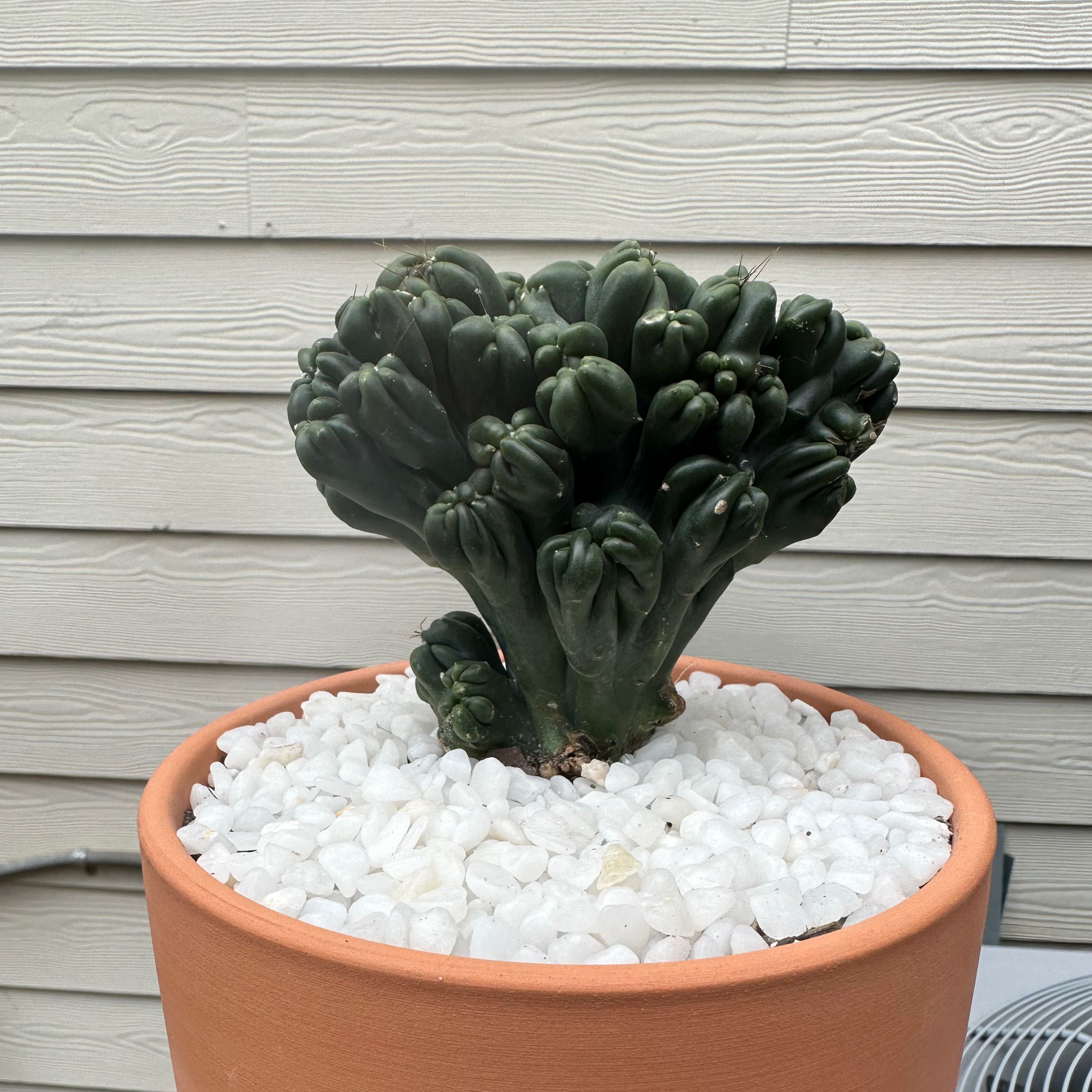 Potted Crested Blue Flame plant with unique form, healthy appearance.