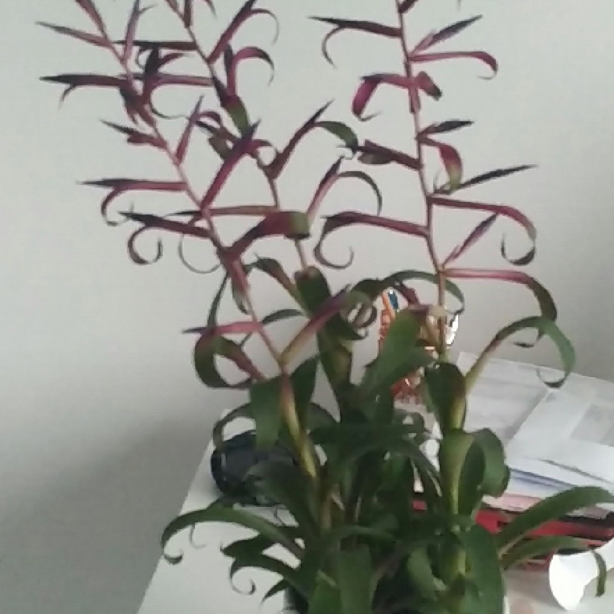 Photo of the plant species Tillandsia leiboldiana 'Mora' by @TotalSmellfox named Oscar on Greg, the plant care app