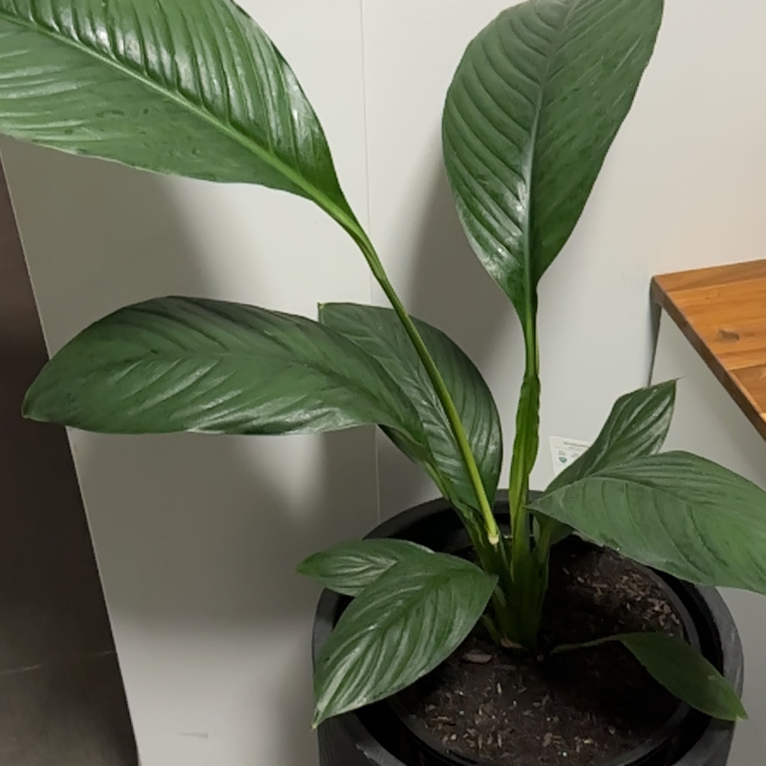 Sensation Peace Lily with large green leaves in a pot.