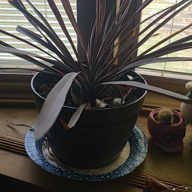 Photo of the plant species Red Star by @TotalZebrina named Marley on Greg, the plant care app