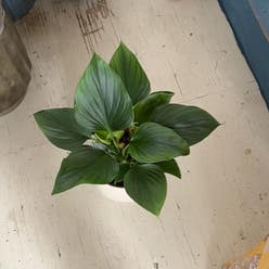 Homalomena 'Emerald Gem' plant