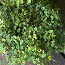 Photo of the plant species Miniature Oakleaf Fig by @BabyBunyapine named Denali on Greg, the plant care app