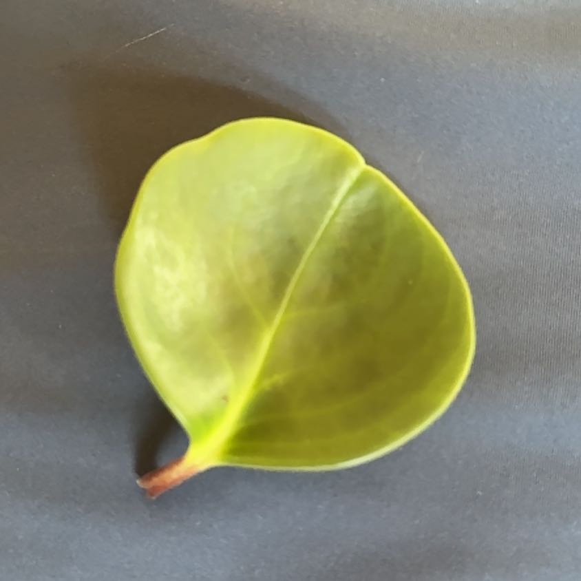 Photo of the plant species New Zealand Broadleaf by @VividHorminum named Beckham on Greg, the plant care app