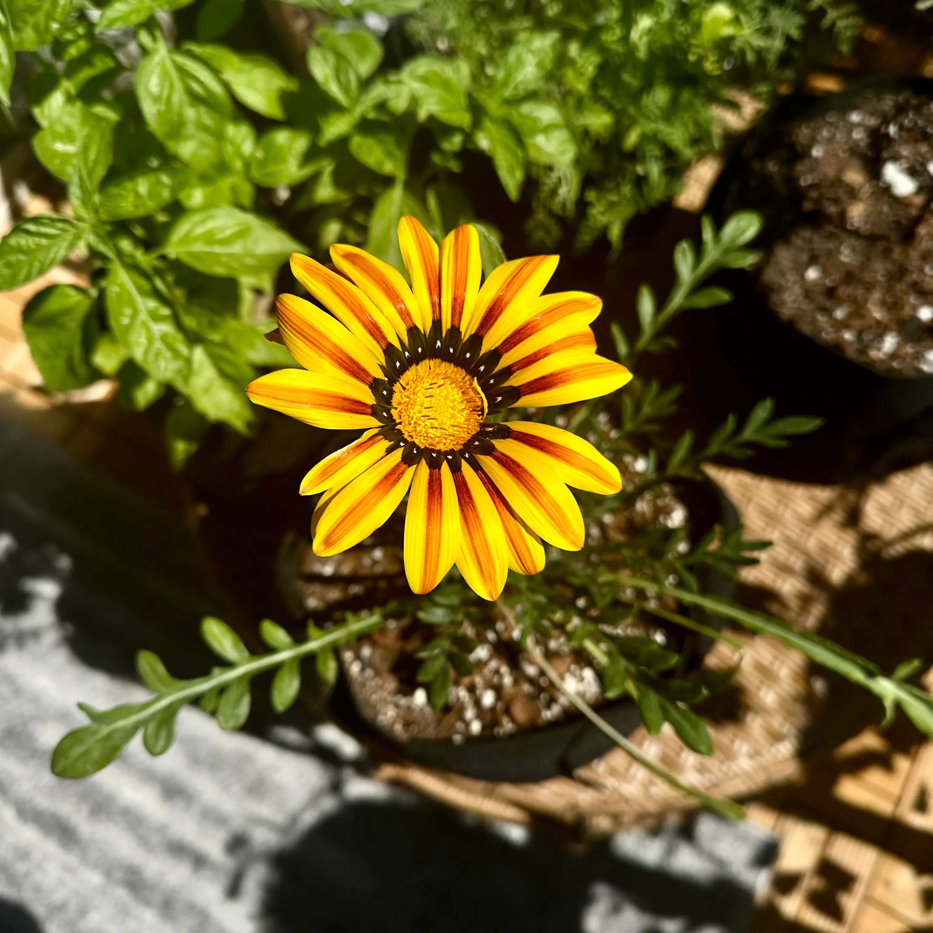A vibrant Treasureflower with yellow petals and a dark center, surrounded by other plants.
