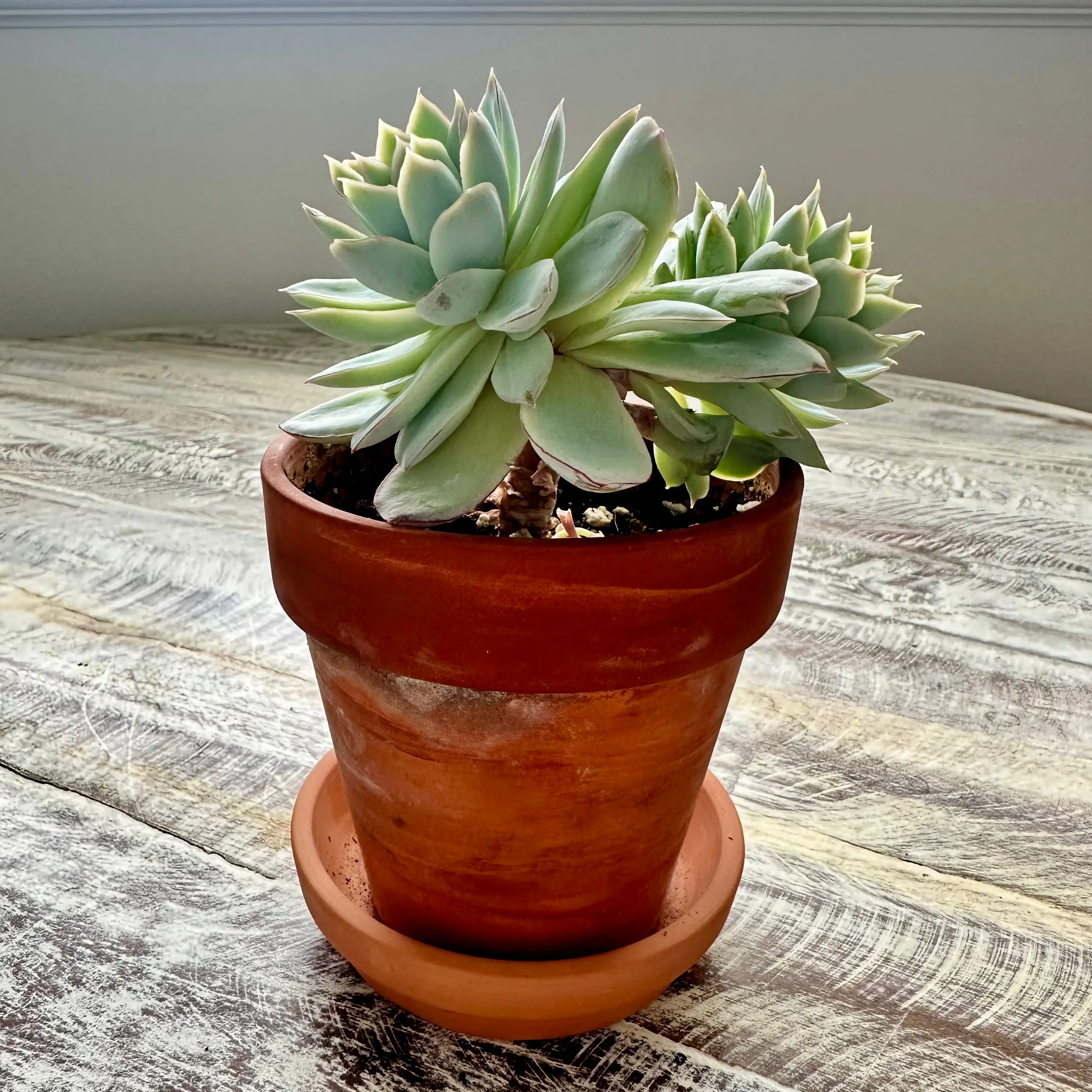 Healthy Violet Queen Hens and Chicks succulent in a terracotta pot.