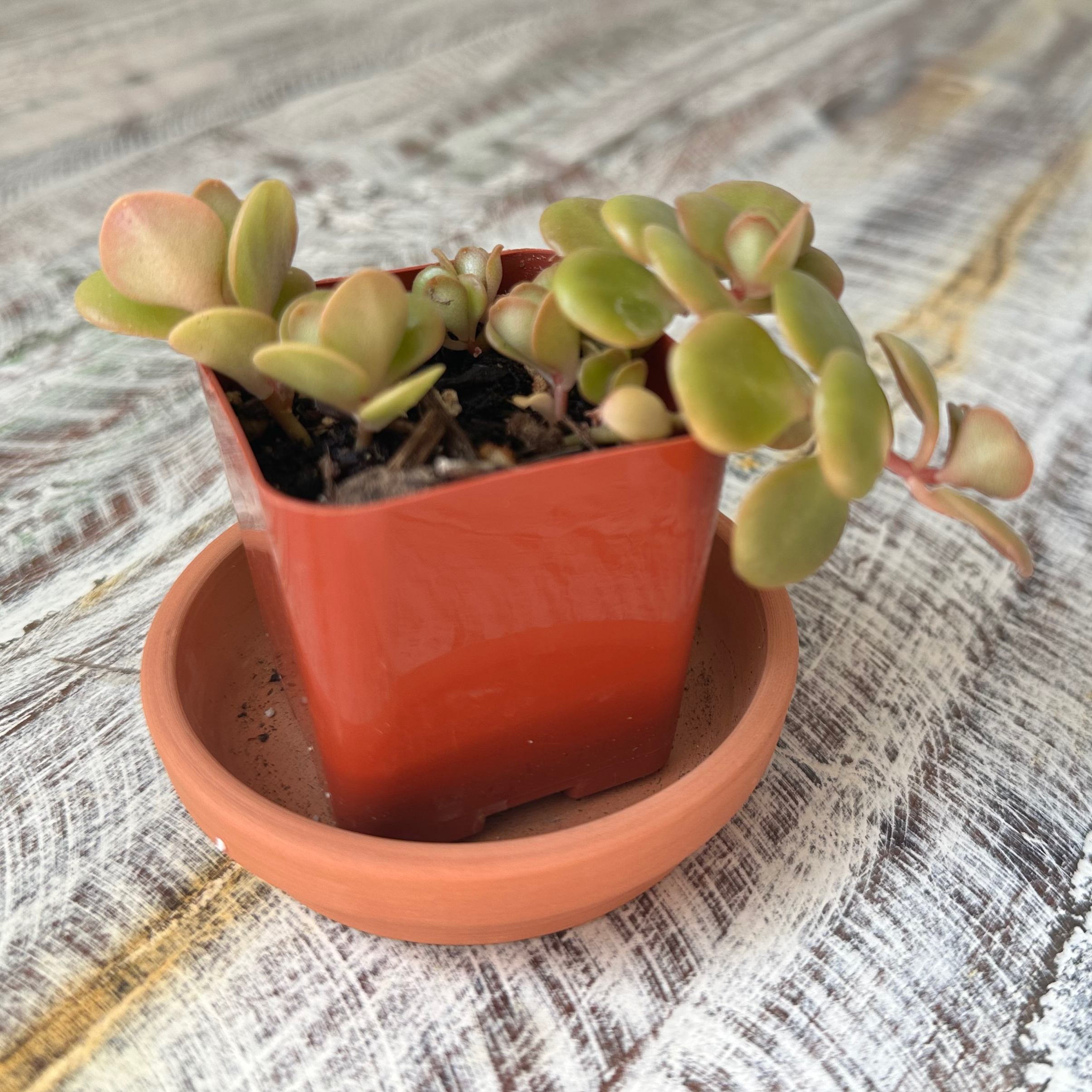 Coral
