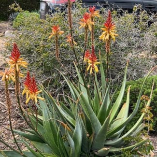 Aloe Vera plant in Santa Barbara, California