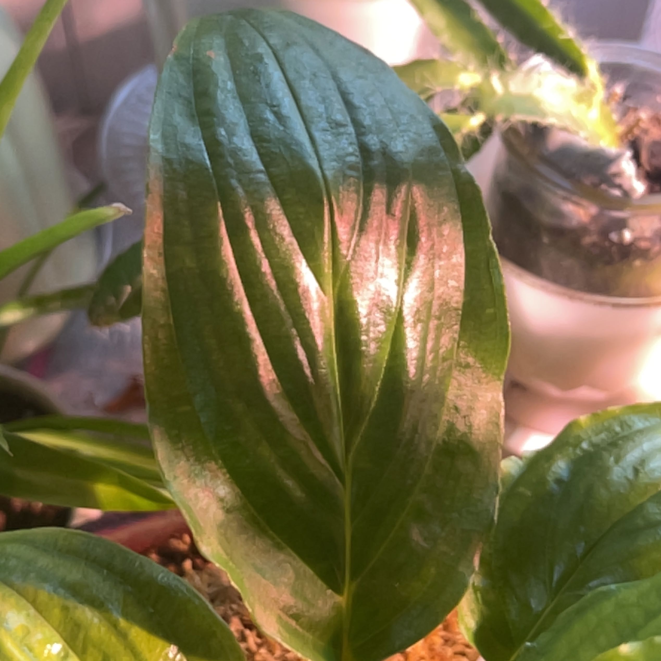 Plant care for Arrowleaf Elephant Ear on Greg, the plant care app