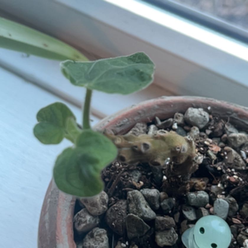 Photo of the plant species Uncarina grandidieri by @NotableBreadnut named Tree Diddy on Greg, the plant care app