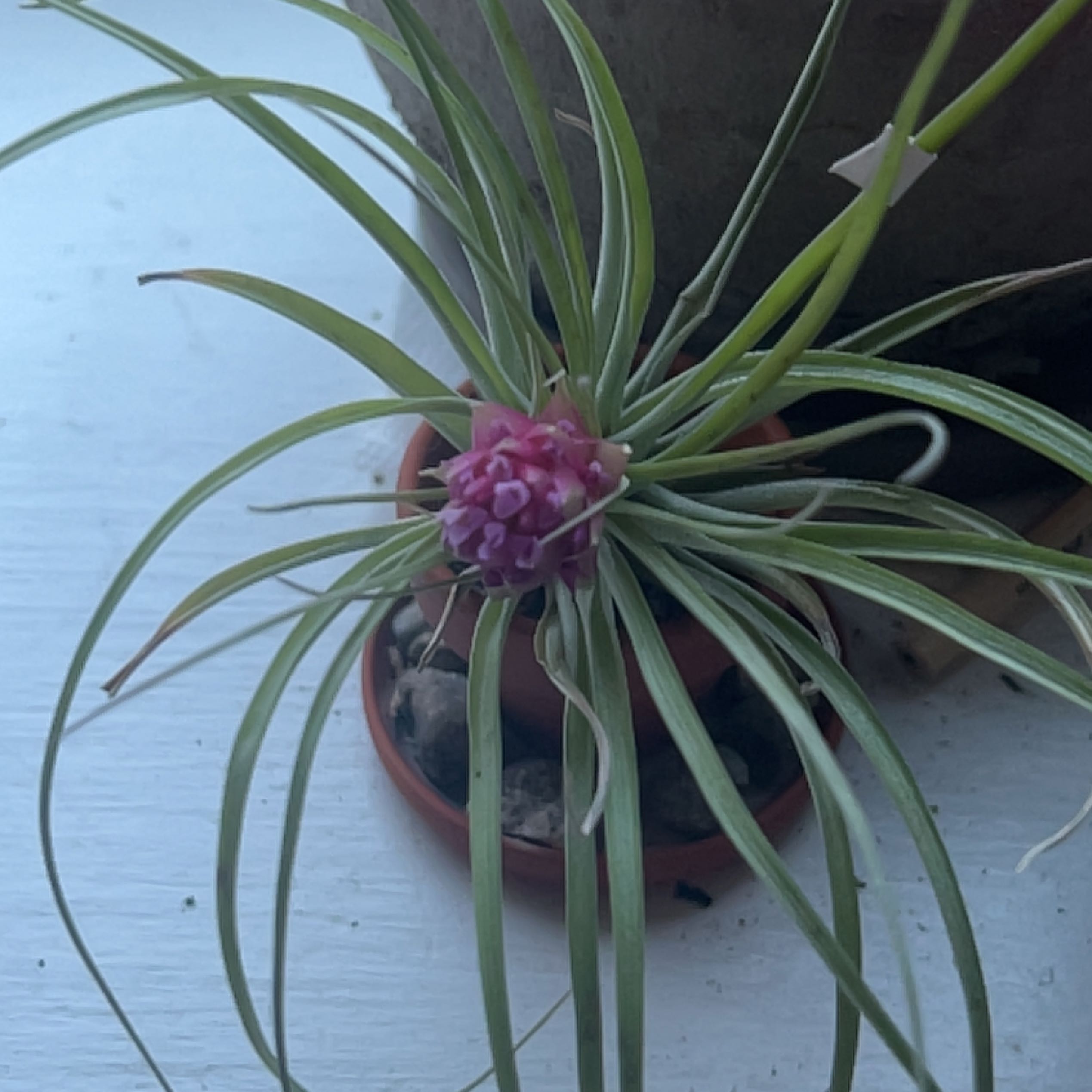 Siberian Sea Thrift plant with long leaves and a central pink flower in a small pot.