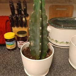 Hedge Cactus plant