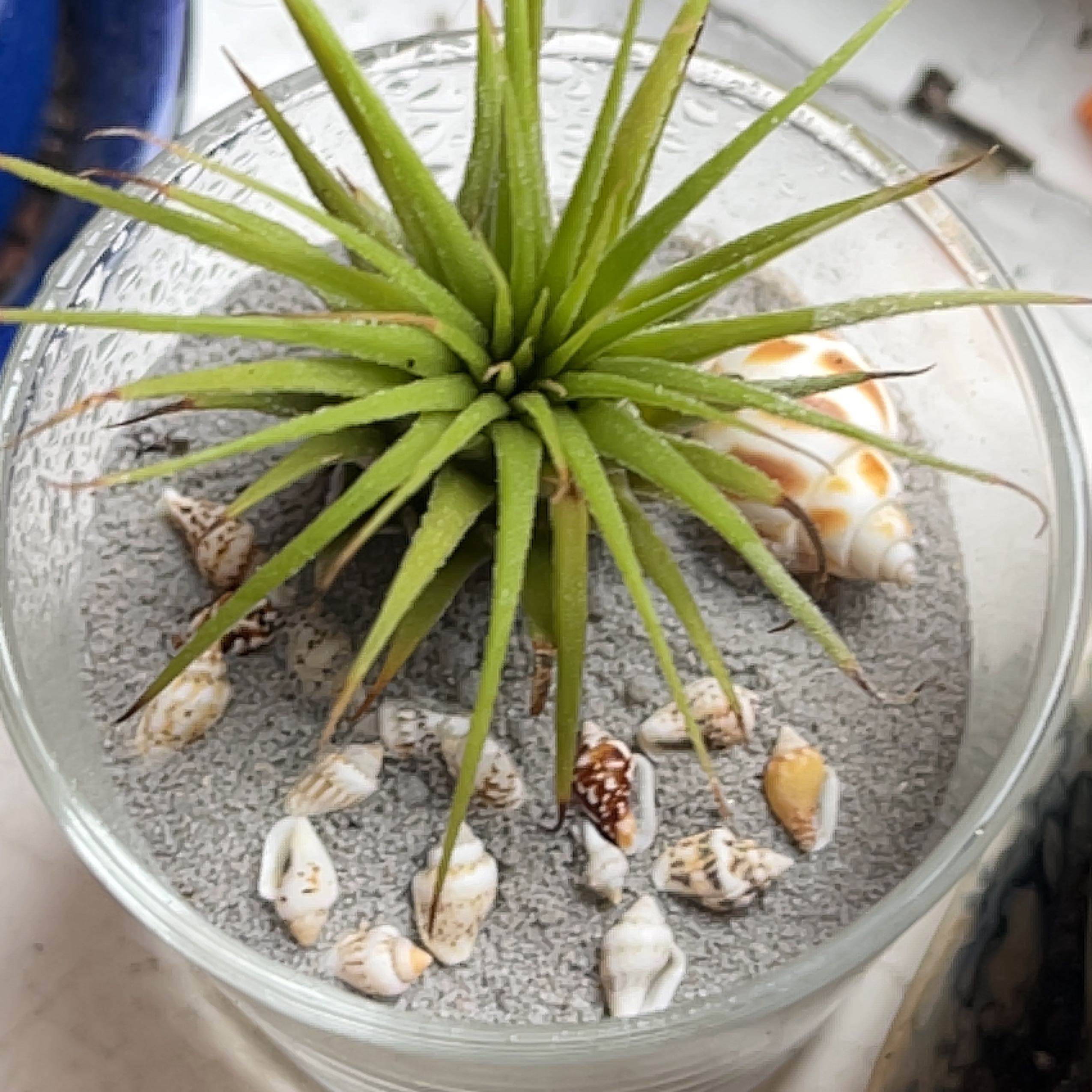 Healthy Blushing Bride air plant in glass terrarium with pebbles, showing pink blushing on leaf tips.