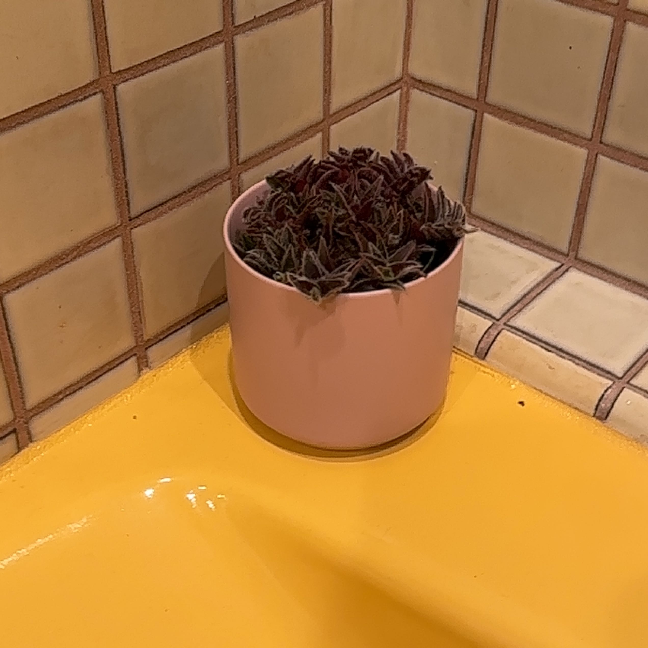 Potted Kitten Ears plant with fuzzy leaves on a yellow surface against a tiled background.