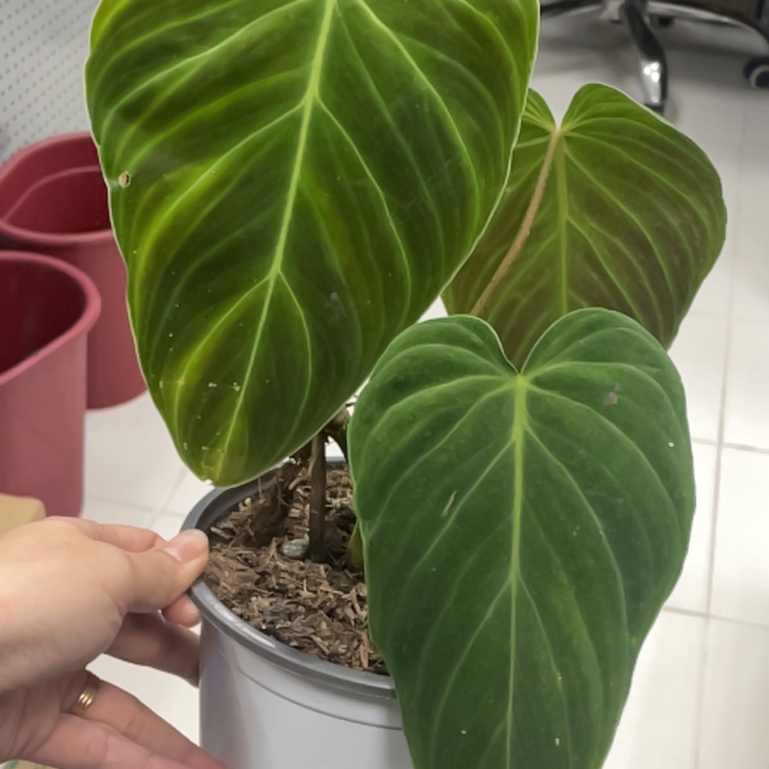 Philodendron Splendid plant with large green leaves in a white pot, held by a hand.