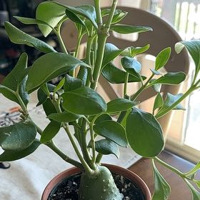 Photo of the plant species Ant plant by @OodlesBacopa named Michelle Branch on Greg, the plant care app