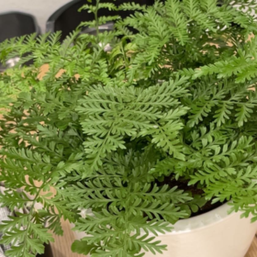 Willow Office Fern