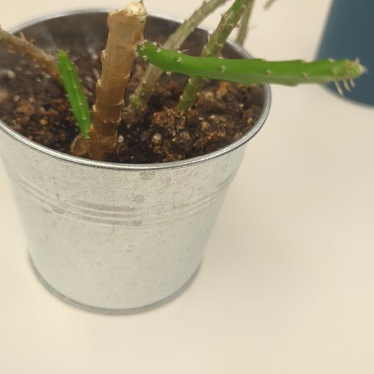 Photo of the plant species Mistletoe Cactus by @HonestBuroak named Harper on Greg, the plant care app