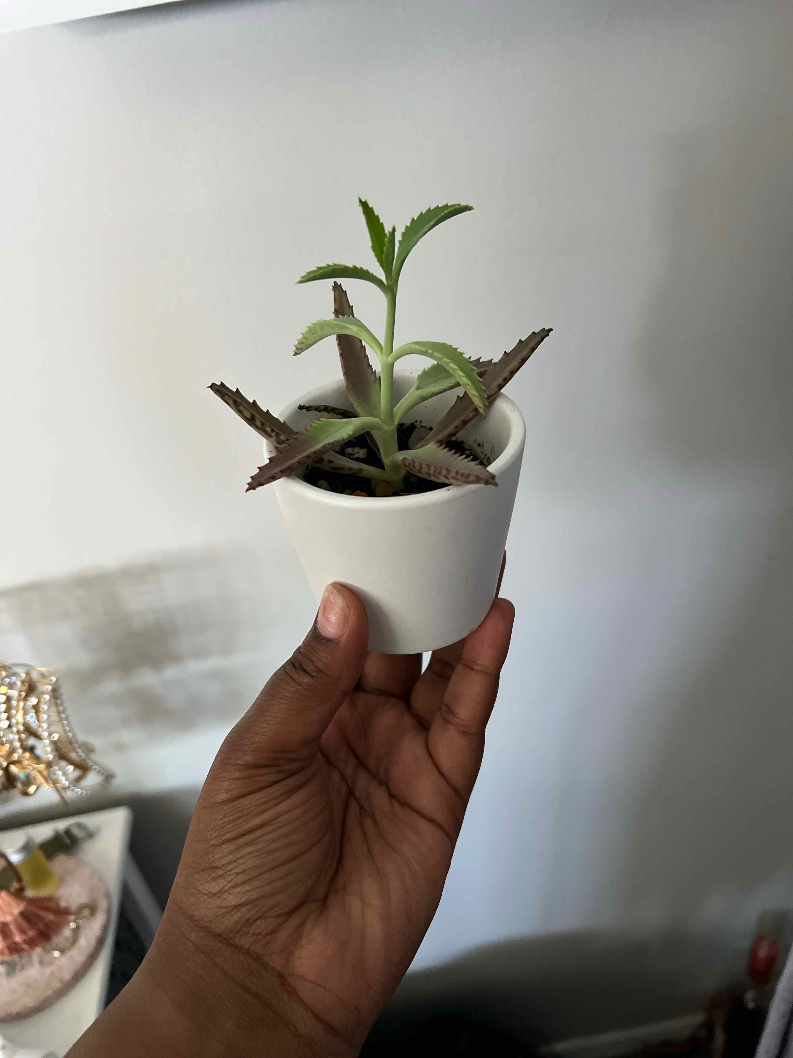 A small Houghton's Hybrid plant in a white pot, held by a hand, with some browning on the leaf edges.