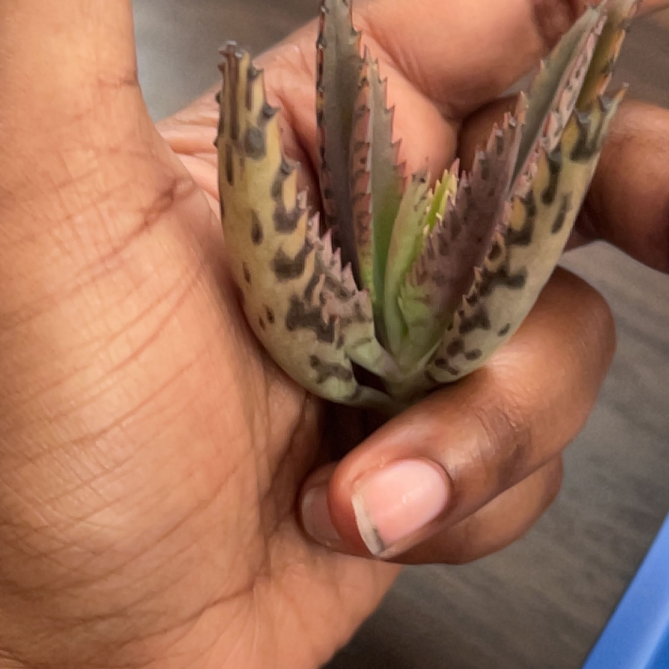 A healthy Houghton's Hybrid succulent plant being held by a hand.