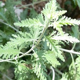 Perovskia atriplicifolia uploaded to the Greg plant app by @SweetAvocado