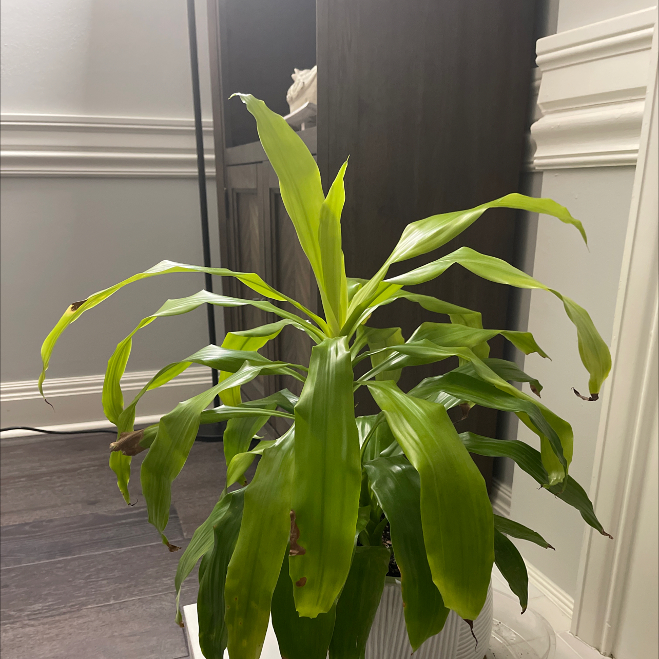 Dracaena Limelight plant with some browning leaf tips, indoors.