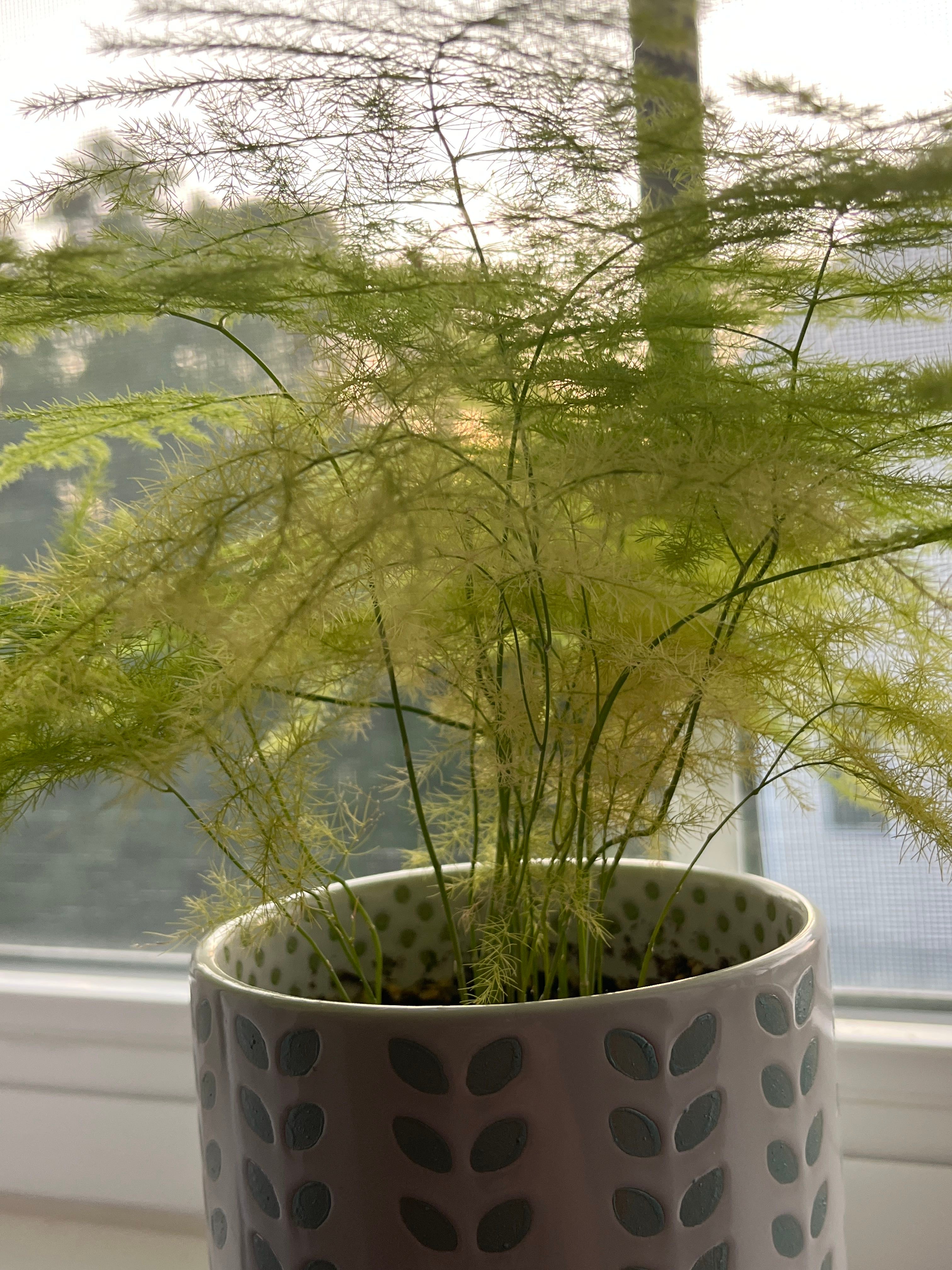 What Should I Do When Asparagus Fern Leaves Turn Yellow? 💛