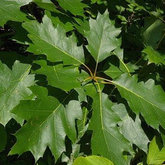 Northern Red Oak plant in Stow, Massachusetts