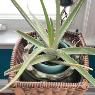 Aloe Vera plant in Stow, Massachusetts