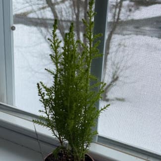 Cupressus macrocarpa plant in Stow, Massachusetts