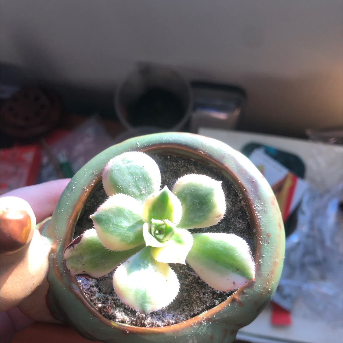 Aeonium 'Sunburst' succulent in a pot with visible soil, held by a hand.