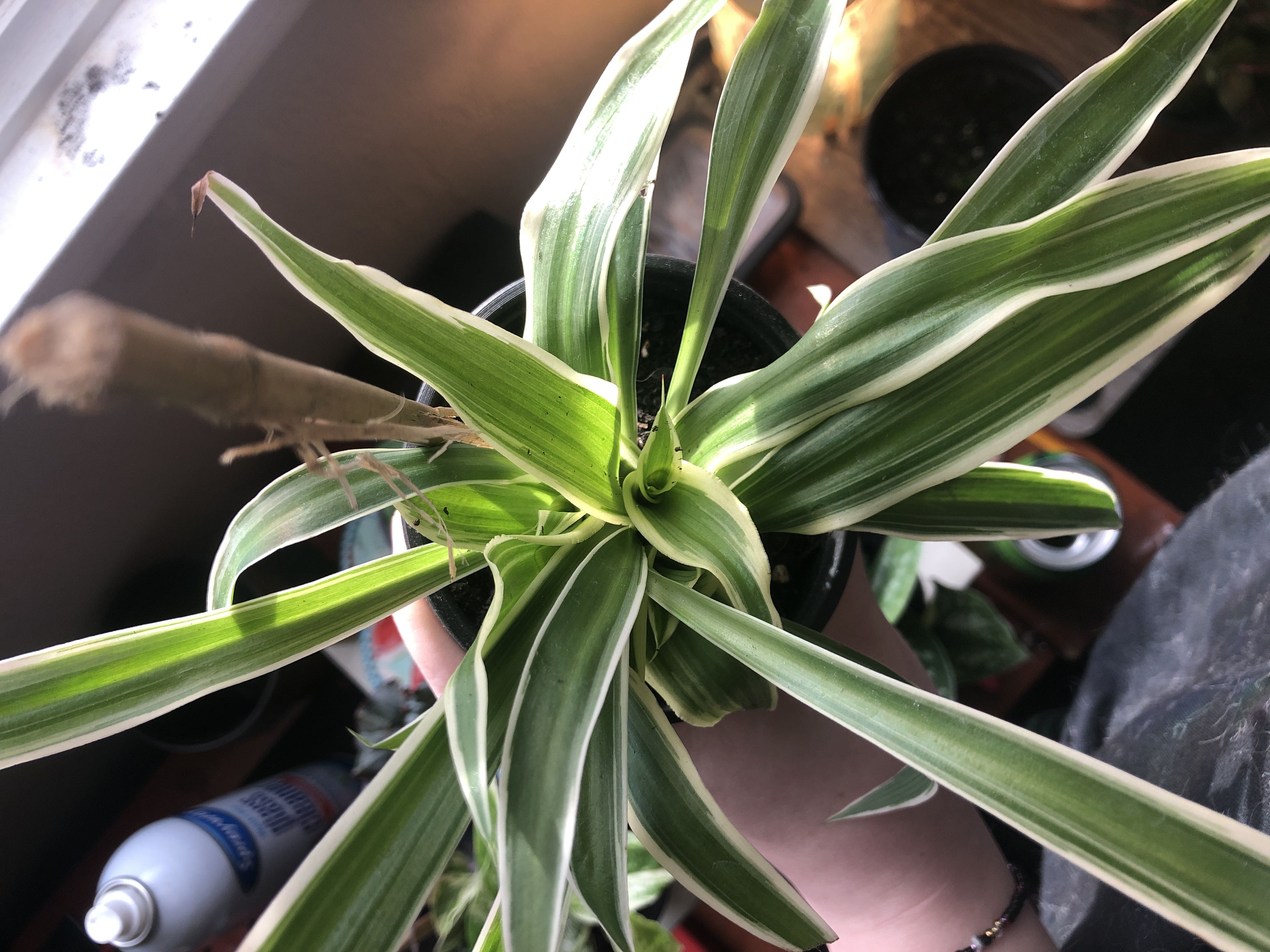 Photo from the post