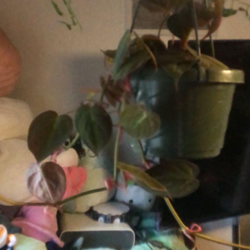 Plant care for Doc Block on Greg, the plant care app