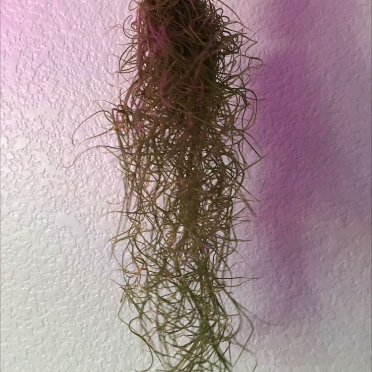 Hanging Spanish Moss plant with thin, curly leaves against a textured wall.