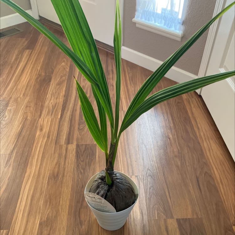 Photo of the plant species Kentia Palm by @aunt_plant_ named Coconut on Greg, the plant care app