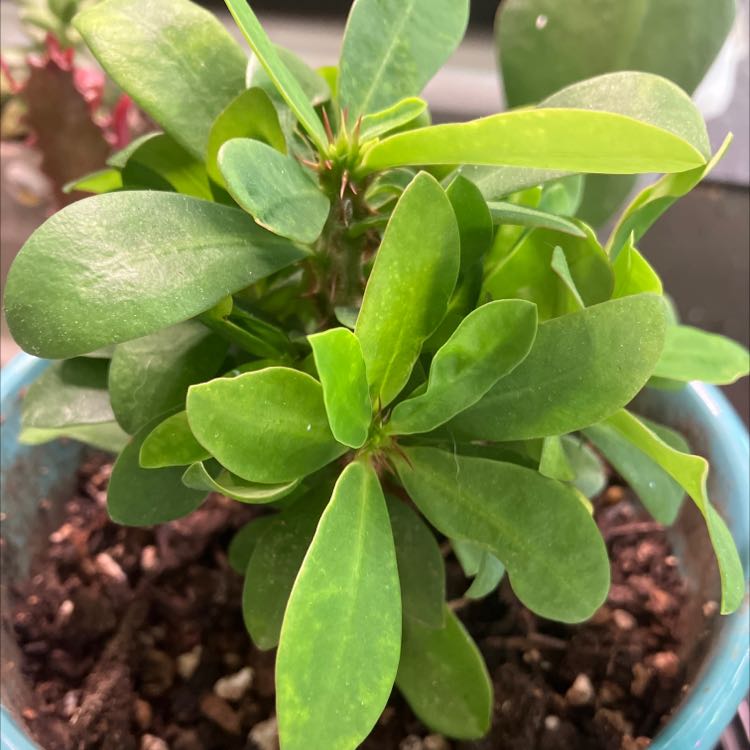 Close-up of a healthy green Crown of Thorns succulent with thick waxy leaves growing in a small blue ceramic pot.