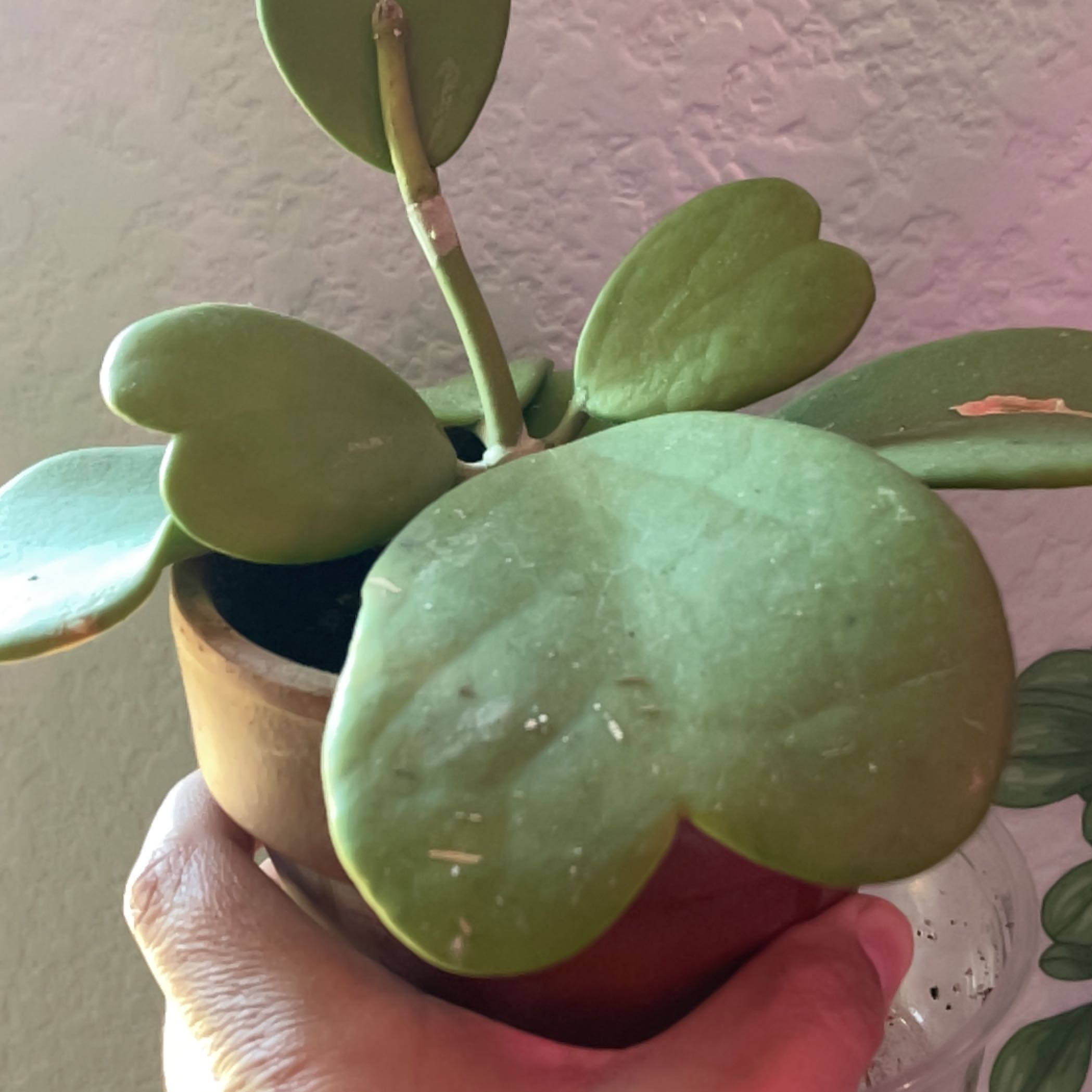 Sweetheart Hoya plant with heart-shaped leaves in a pot, held by a hand.