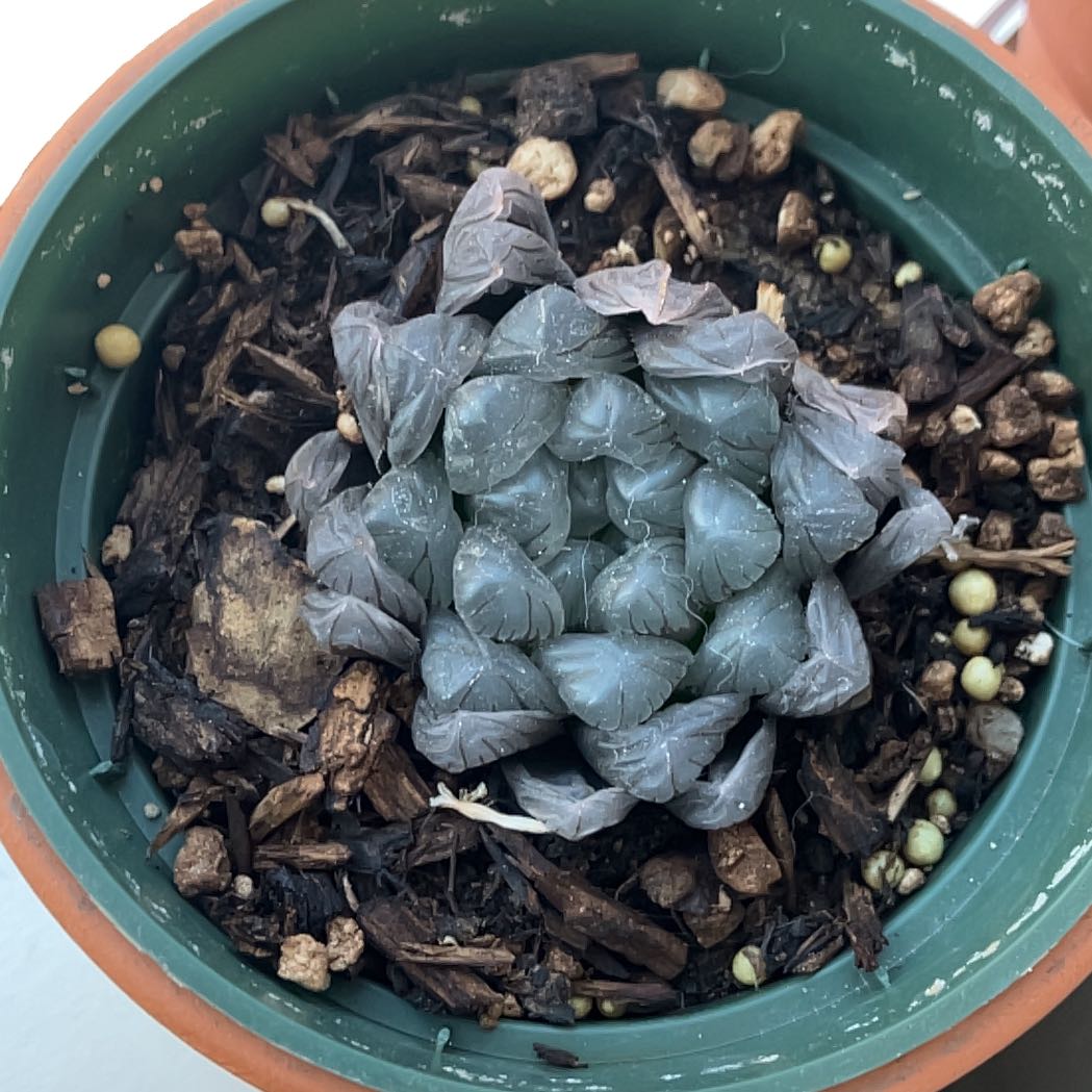 Haworthia cooperi plant in a small pot with visible soil and healthy translucent leaves.