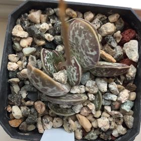 Photo of the plant species 'Calico Hearts Plant' by @aunt_plant_ named Mando on Greg, the plant care app