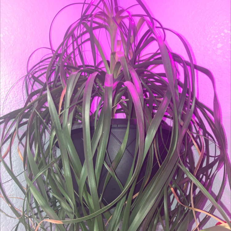 Healthy, thriving Ponytail Palm with long, green arching leaves against a bright pink background.