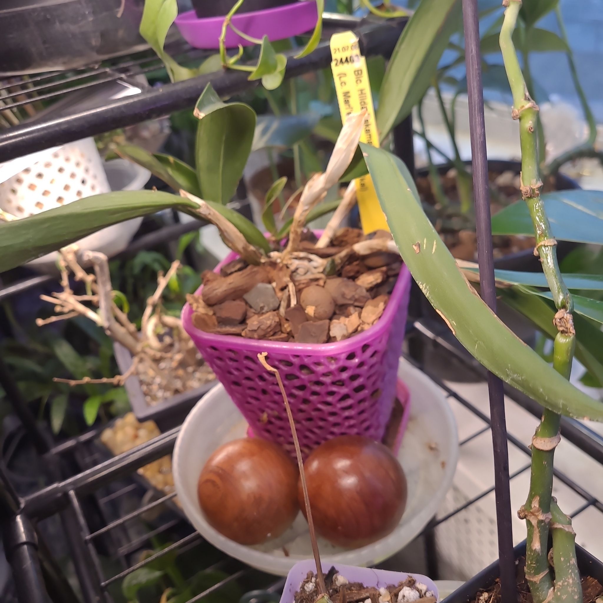 Photo of the plant species Cattleya schilleriana by @VerifiedRedbean named Sproutacus on Greg, the plant care app