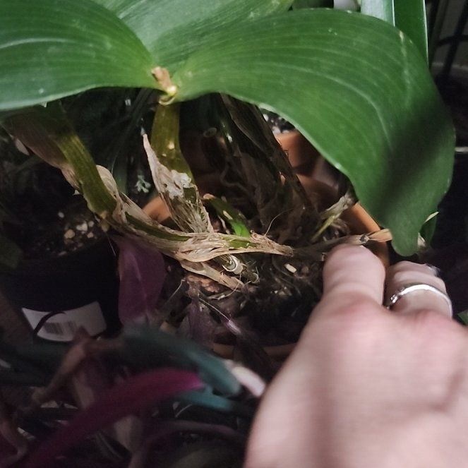 Photo of the plant species Paradise Cattleya by @VerifiedRedbean named Ctna. Ethel's Paradise 'in Kalapana' on Greg, the plant care app