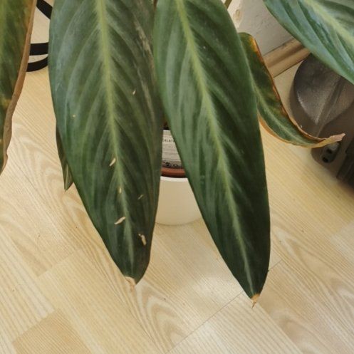 Photo of the plant species prayer plant by @OpulentCatnip named Coco on Greg, the plant care app